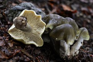 Čirůvka mýdlová - Tricholoma saponaceum (Fr.) P. Kumm. 1871