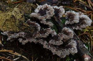 Plesňák zemní - Thelephora terrestris