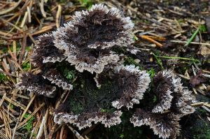 Plesňák zemní - Thelephora terrestris