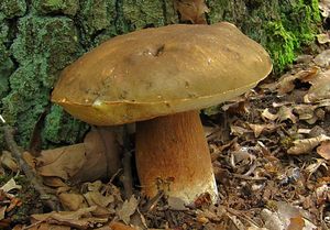 Hřib bronzový - Boletus aereus  Bull. 1789