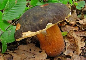 Hřib bronzový - Boletus aereus  Bull. 1789