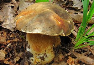 Hřib bronzový - Boletus aereus  Bull. 1789