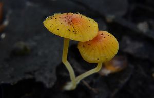 Helmovka jehličkovitá - Mycena acicula (Schaeff.) P. Kumm. 1871