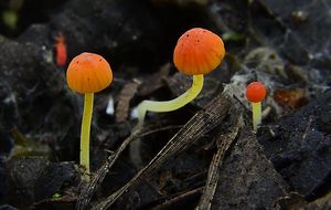 Helmovka jehličkovitá - Mycena acicula (Schaeff.) P. Kumm. 1871