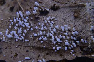 Číšovec trubkovitý - Henningsomyces candidus (Pers.) Kuntze 1898