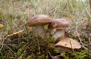 Kozák šedohnědý - Leccinum cyaneobasileucum Lannoy & Estadès 1991