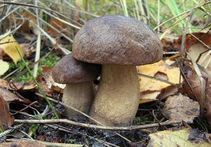 Kozák šedohnědý - Leccinum cyaneobasileucum Lannoy & Estadès 1991