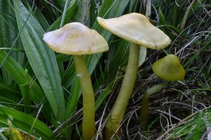 Voskovka papouščí - Hygrocybe psittacina