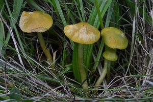 Voskovka papouščí - Hygrocybe psittacina