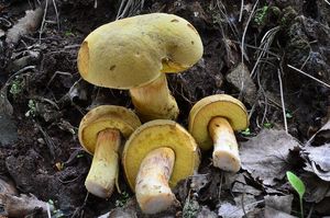 Hřib plstnatý - Boletus subtomentosus L. 1753