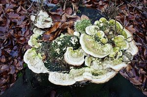 Outkovka hrbatá - Trametes gibbosa