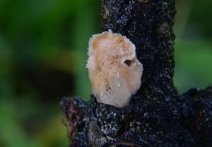 Rosolovka parazitická - Tremella simplex