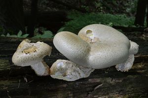 Houževnatec šupinatý - Neolentinus lepideus (Fr.) Redhead & Ginns 1985