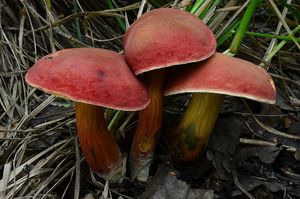 Hřib červený - Hortiboletus rubellus (Krombh.) Simonini, Vizzini & Gelardi  in Vizzini 2015