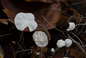 Špička listová - Marasmius epiphyllus (Pers.) Fr.