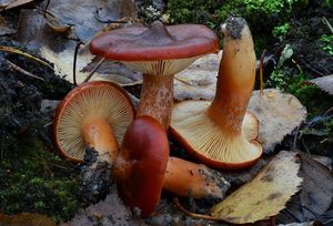 Ryzec ryšavý - Lactarius rufus (Scorp.: Fr.) Fr.