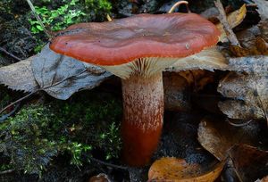 Ryzec ryšavý - Lactarius rufus (Scorp.: Fr.) Fr.