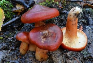 Ryzec ryšavý - Lactarius rufus (Scorp.: Fr.) Fr.