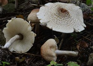 Bedla hřebenitá - Lepiota cristata (Bolton) P. Kumm. 1871