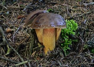 Klikni pro velký obrázek