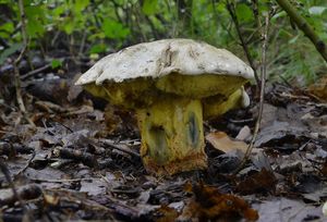 Klikni pro velký obrázek