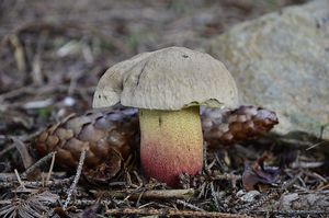 Klikni pro velký obrázek