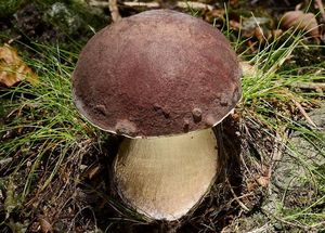 Klikni pro velký obrázek