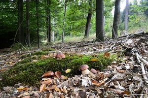 Klikni pro velký obrázek