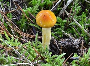 Šťavnatka zlatá - Hygrophorus hypothejus var. aureus (Arrhenius) Fr.