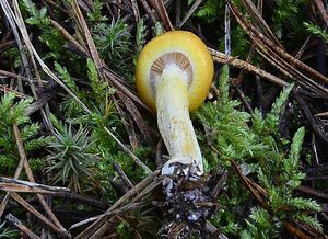 Šťavnatka zlatá - Hygrophorus hypothejus var. aureus (Arrhenius) Fr.