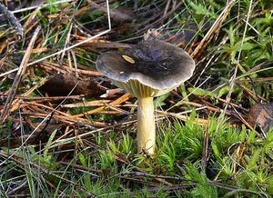 Šťavnatka pomrazka - Hygrophorus hypothejus  (Fr.) Fr. 1838