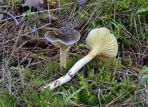 Šťavnatka pomrazka - Hygrophorus hypothejus  (Fr.) Fr. 1838