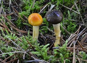 Šťavnatka pomrazka - Hygrophorus hypothejus  (Fr.) Fr. 1838