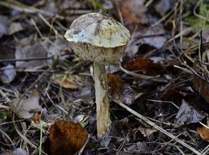 Klikni pro velký obrázek