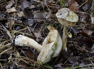 Klikni pro velký obrázek