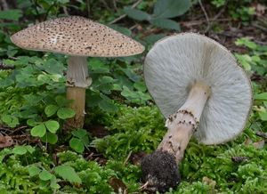 Bedla ostrošupinná - Echinoderma asperum (Pers.) Bon 1991