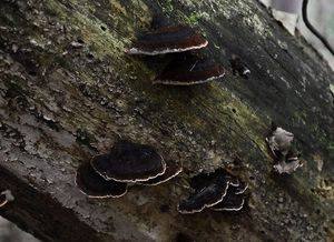 Smolokorka pryskyřičná - Ischnoderma benzoinum (Wahlenb.) P.Karst