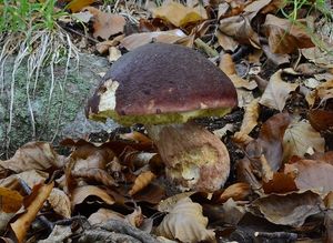 Klikni pro velký obrázek