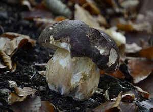 Klikni pro velký obrázek