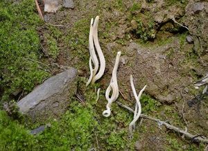 Kyjanka křehká - Clavaria fragilis Holmsk.