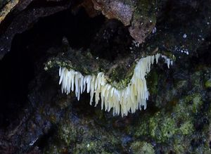 Ostenatka Bresadolova - Mucronella bresadolae (Quél.) Corner 1970