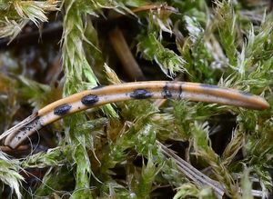 Štěrbinatka smrková - Lirula macrospora (R. Hartig) Darker  1967