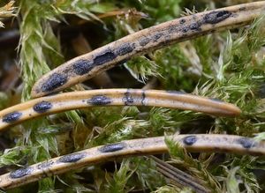 Štěrbinatka smrková - Lirula macrospora (R. Hartig) Darker  1967