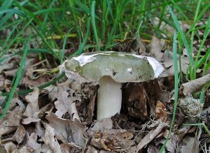 Klikni pro velký obrázek