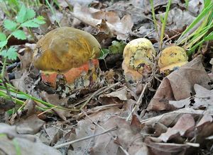 Klikni pro velký obrázek