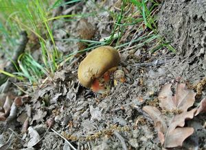 Klikni pro velký obrázek