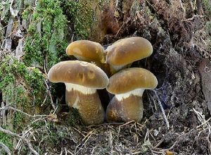 Klikni pro velký obrázek