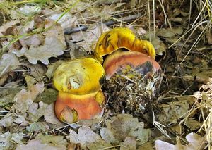 Klikni pro velký obrázek