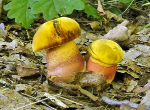 Klikni pro velký obrázek