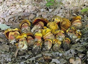 Klikni pro velký obrázek